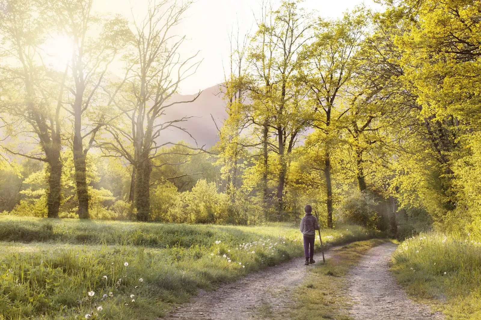 A person walking along a sunlit country path lined with spring trees