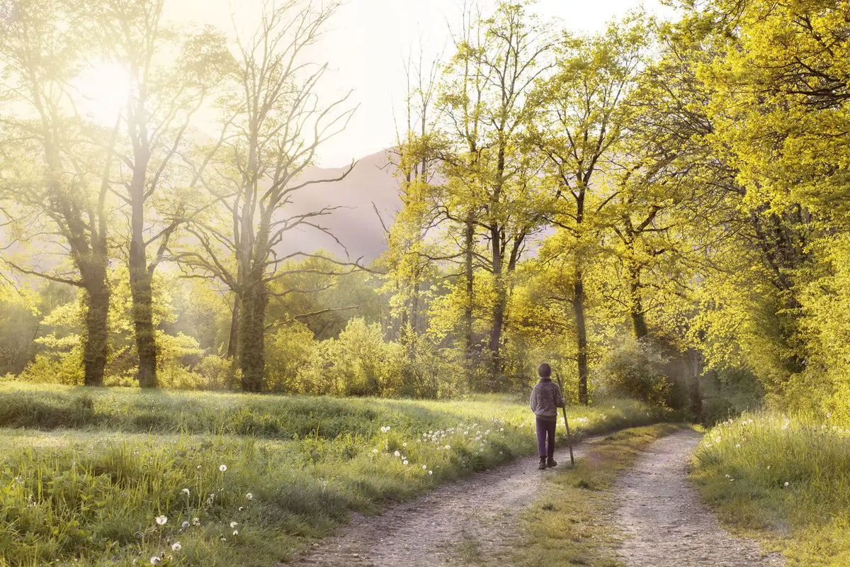 A person walking along a sunlit country path lined with spring trees
